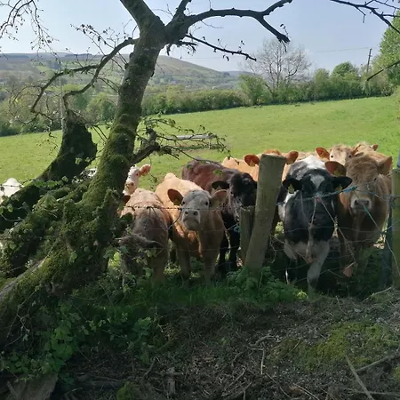 Kitty's - Horse And Jockey, Cashel
