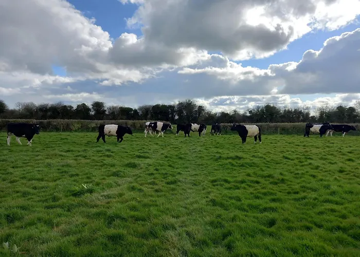Semesterbostad Kitty's - Horse And Jockey, Cashel *