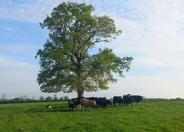 Kitty's - Horse And Jockey, Cashel Semesterbostad *