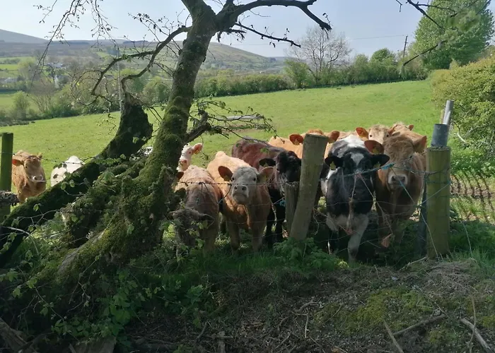 Kitty's - Horse And Jockey, Cashel