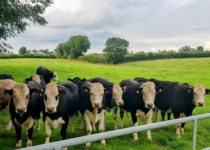 Kitty's - Horse And Jockey, Cashel * Thurles